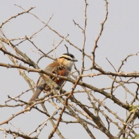 Czagra senegalska - Tchagra senegalus - Black-crowned Tchagra