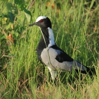 Czajka srokata - Vanellus armatus - Blacksmith Lapwing