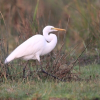 Czapla biała - Ardea alba - Western Great Egret