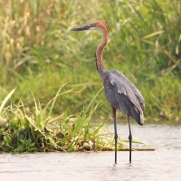 Czapla olbrzymia - Ardea goliath - Goliath Heron