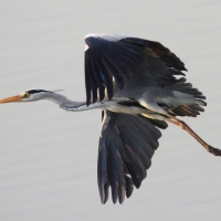 Czapla siwa - Ardea cinerea- Grey Heron