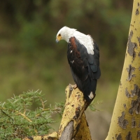 Bielik afrykański - Haliaeetus vocifer - African Fish Eagle