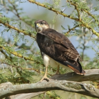Myszołów białobrzuchy - Buteo augur - Augur Buzzard