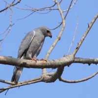 Jaszczurkołap - Kaupifalco monogrammicus - Lizard Buzzard