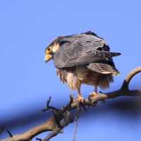 Raróg górski - Falco biarmicus - Lanner Falcon