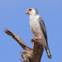 Sokolik czerwonooki - Polihierax semitorquatus - African Pygmy Falcon