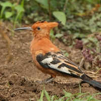 Dudek - Upupa epops - Common Hoopoe