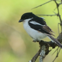Dzierzba białobarkowa - Lanius collaris - Southern Fisca