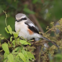 Dzierzba białoskrzydła - Lanius mackinnoni - Mackinnon's Shrike