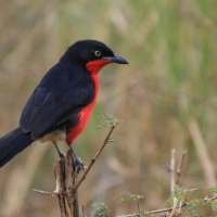 Dzierzyk czarnogłowy - Laniarius erythrogaster - Black-headed gonolek