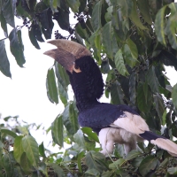 Dzioborożec białosterny - Bycanistes albotibialis - White-thighed Hornbill