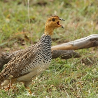 Frankolin jasnogłowy - Peliperdix coqui  - Coqui Francolin