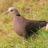 Synogarlica czerwonooka - Streptopelia semitorquata - Red-eyed Dove