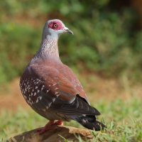Gołąb okularowy - Columba guinea - Speckled Pigeon