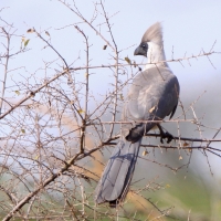 Hałaśnik maskowy - Corythaixoides personatus - Bare-faced Go-away-bird