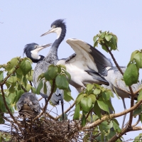 Czapla czarnogłowa - Ardea melanocephala - Black-headed Heron