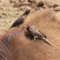 Bąkojad żółtodzioby - Buphagus africanus - Yellow-billed Oxpecker