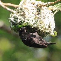 Wikłacz czarny - Malimbus nigerrimus - Vieillot's Weaver