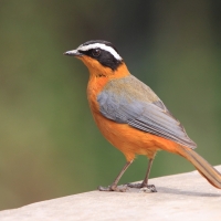 Złotokos białobrewy - Cossypha heuglini - White-browed Robin-Chat