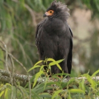 Owadożer palmowy - Polyboroides typus - African Harrier Hawk