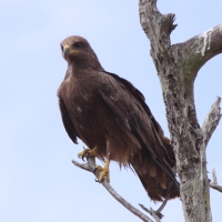 Kania czarna - Milvus migrans - Black Kite