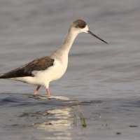Szczudłak zwyczajny - Himantopus himantopus - Black-winged Stilt