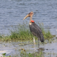 Marabut afrykański - Leptoptilos crumenifer - Marabou