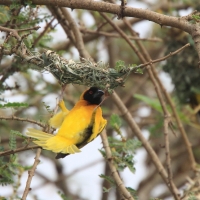Wikłacz zmienny - Malimbus cucullatus - Village Weaver