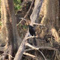 Wężówka afrykańska - Anhinga rufa - African Darter