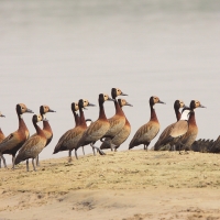 Drzewica białolica - Sarkidiornis melanotos - White-faced Whistling Duck