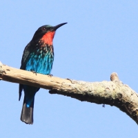 Żołna czarna - Merops gularis - Black Bee-eater