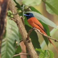 Muchodławka wspaniała - Terpsiphone viridis - African Paradise-flycatcher