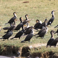 Kormoran białoszyi - Phalacrocorax lucidus - White-breasted Cormorant