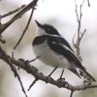 Krępnik akacjowy - Batis orientalis - Grey-headed Batis