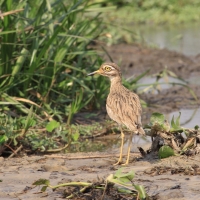 Kulon rzeczny - Burhinus senegalensis - Senegal Thick-knee