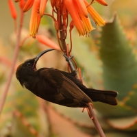 Nektarnik ametystowy - Chalcomitra amethystina - Amethyst Sunbird