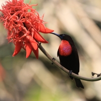 Nektarnik szkarłatny - Chalcomitra senegalensis - Scarlet-chested Sunbird