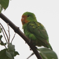 Nierozłączka czerwonogłowa - Agapornis pullarius - Red-headed Lovebird