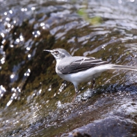 Pliszka srokata - Motacilla aguimp - African Wagtail