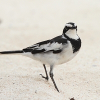 Pliszka srokata - Motacilla aguimp - African Wagtail