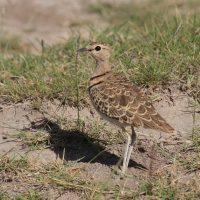 Nocobieg dwuobrożny - Rhinoptilus africanus -  Double-banded Course