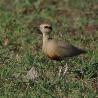 Rączak mały - Cursorius temminckii - Temminck's Courser