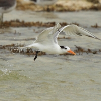 Rybitwa bengalska - Thalasseus bengalensis - Lesser Crested Tern