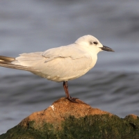 Rybitwa krótkodzioba - Gelochelidon nilotica - Gull-billed Tern
