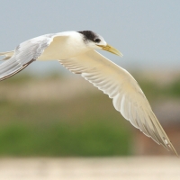 Rybitwa złotodzioba - Thalasseus bergii - Greater Crested Tern