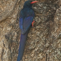 Sierpodudek kenijski - Phoeniculus granti - Grant's Wood-hoopoe