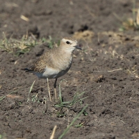 Sieweczka długonoga - Charadrius asiaticus - Caspian plover
