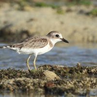 Sieweczka pustynna - Charadrius leschenaultii - Greater Sand Plovers