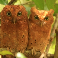 Syczek brunatny - Otus ireneae - Sokoke Scops Owl