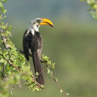 Toko żółtodzioby - Tockus flavirostris - Eastern Yellow-billed Hornbill